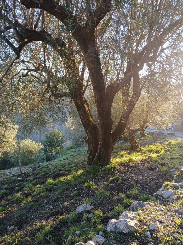 Ulivo secolare nel basso Cilento